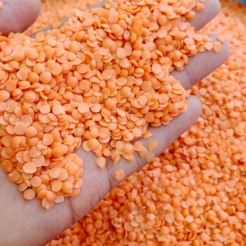 Masoor Dal - Product Image