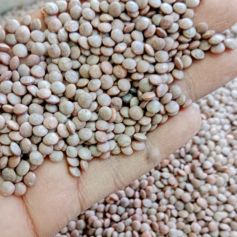 Sabut Masoor Dal - Product Image